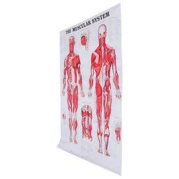 Shema mišićnog sustava čovjeka, plakat anatomski sustav, plakat tijela