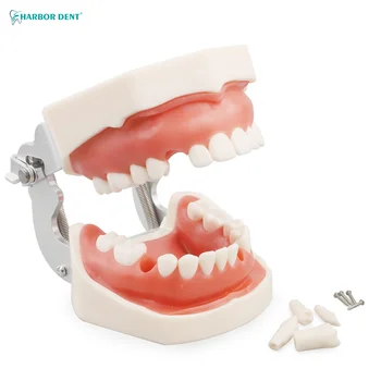 Imitacija meke gume za zube Prikladna za stomatologa, Model zuba, Poligon model glave, Fantom istraživanje, Učenje.