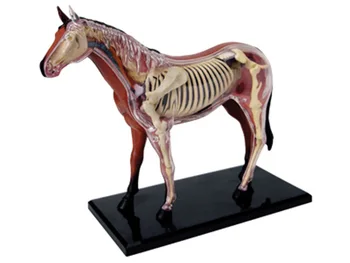 4D Igračka za montažu konja, Biologija životinja, Анатомическая model tijela, Medicinska Edukativne model